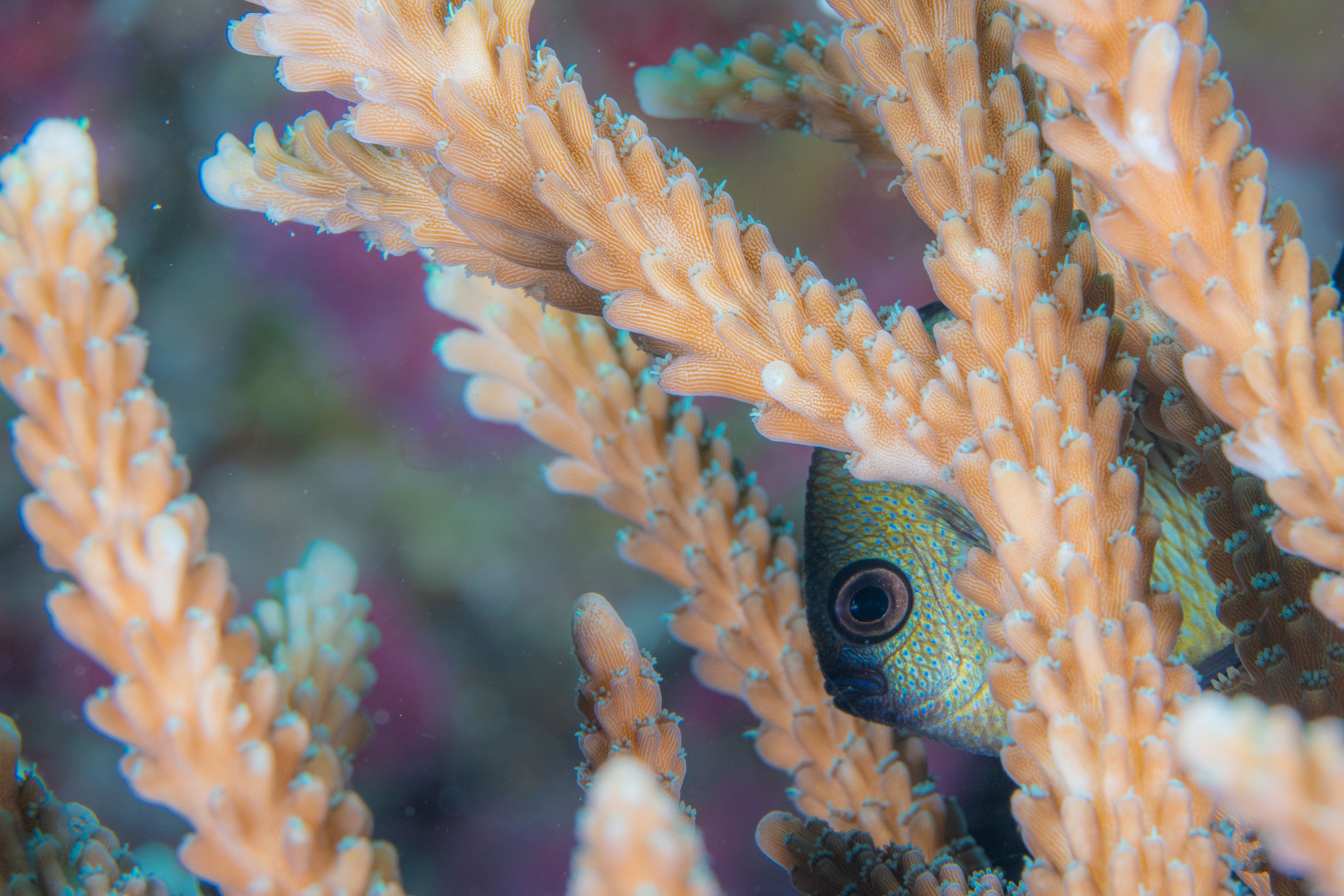 Coral and fish in Wakatobi, Indonesia.