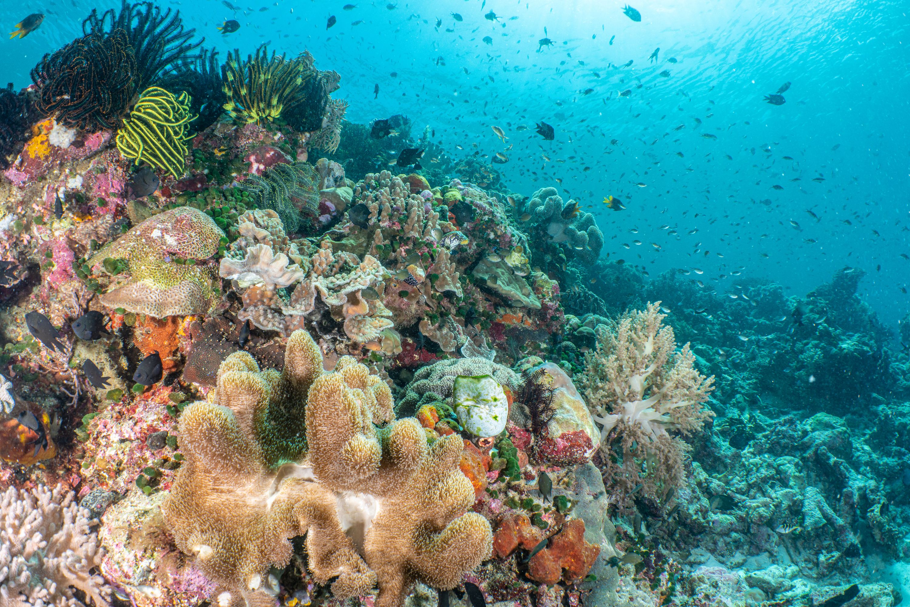 Coral in Wakatobi. There's healthy coral in the foreground, and dead coral along the right side of the photo.