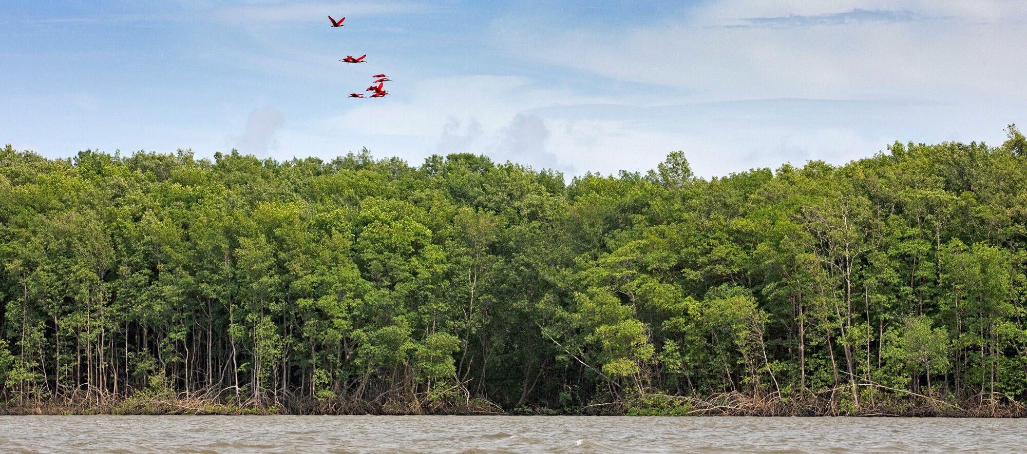 Flock of vibrant pink birds flying over a mangrove in Brazil.