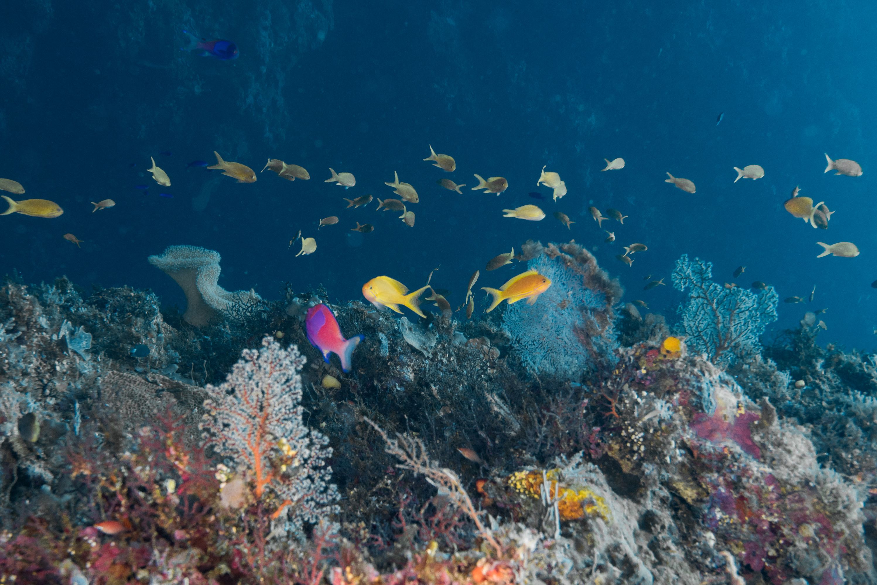 Fish and coral reef in the waters of Lubang