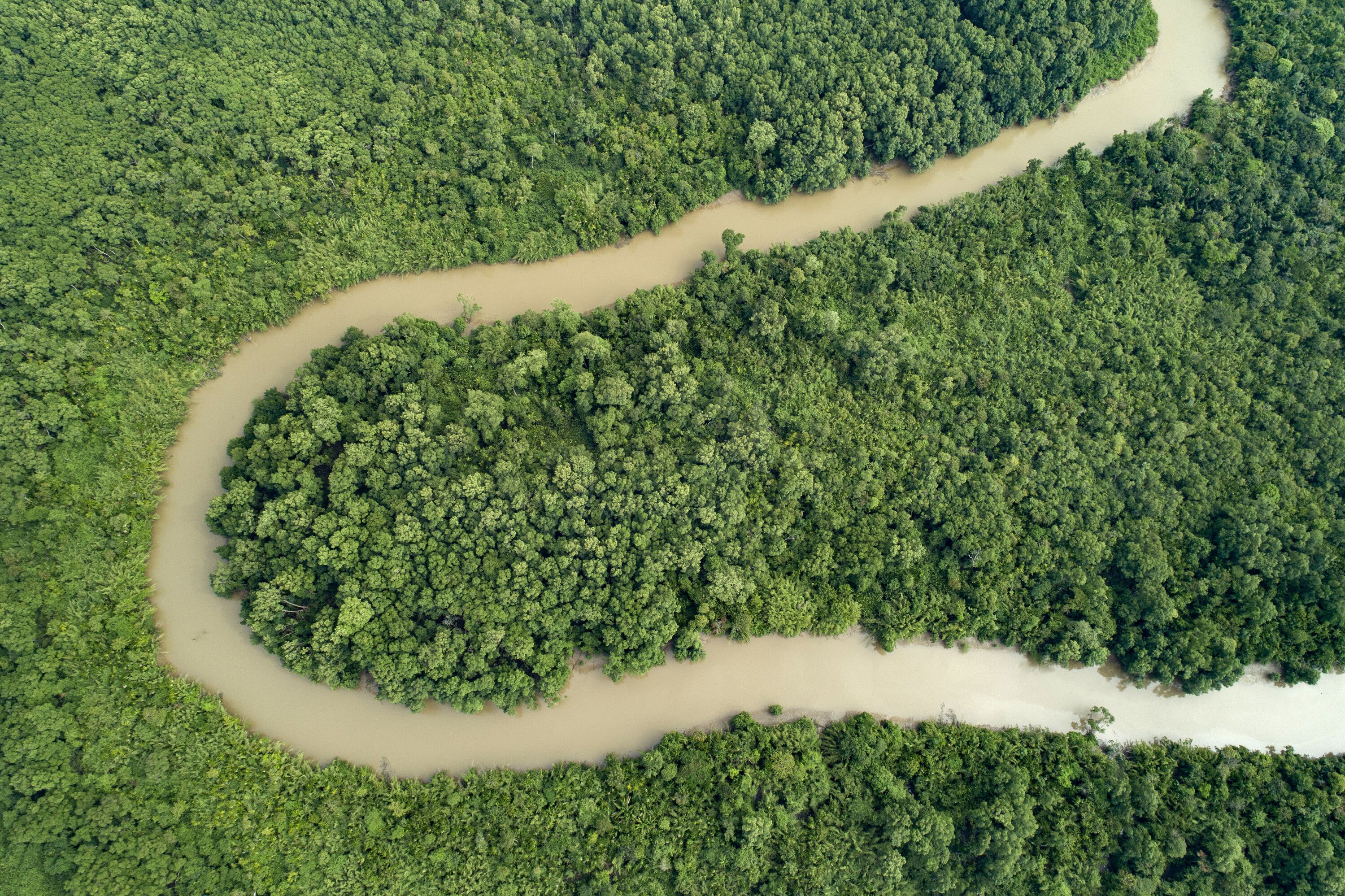 The Paracauari River and mangroves.