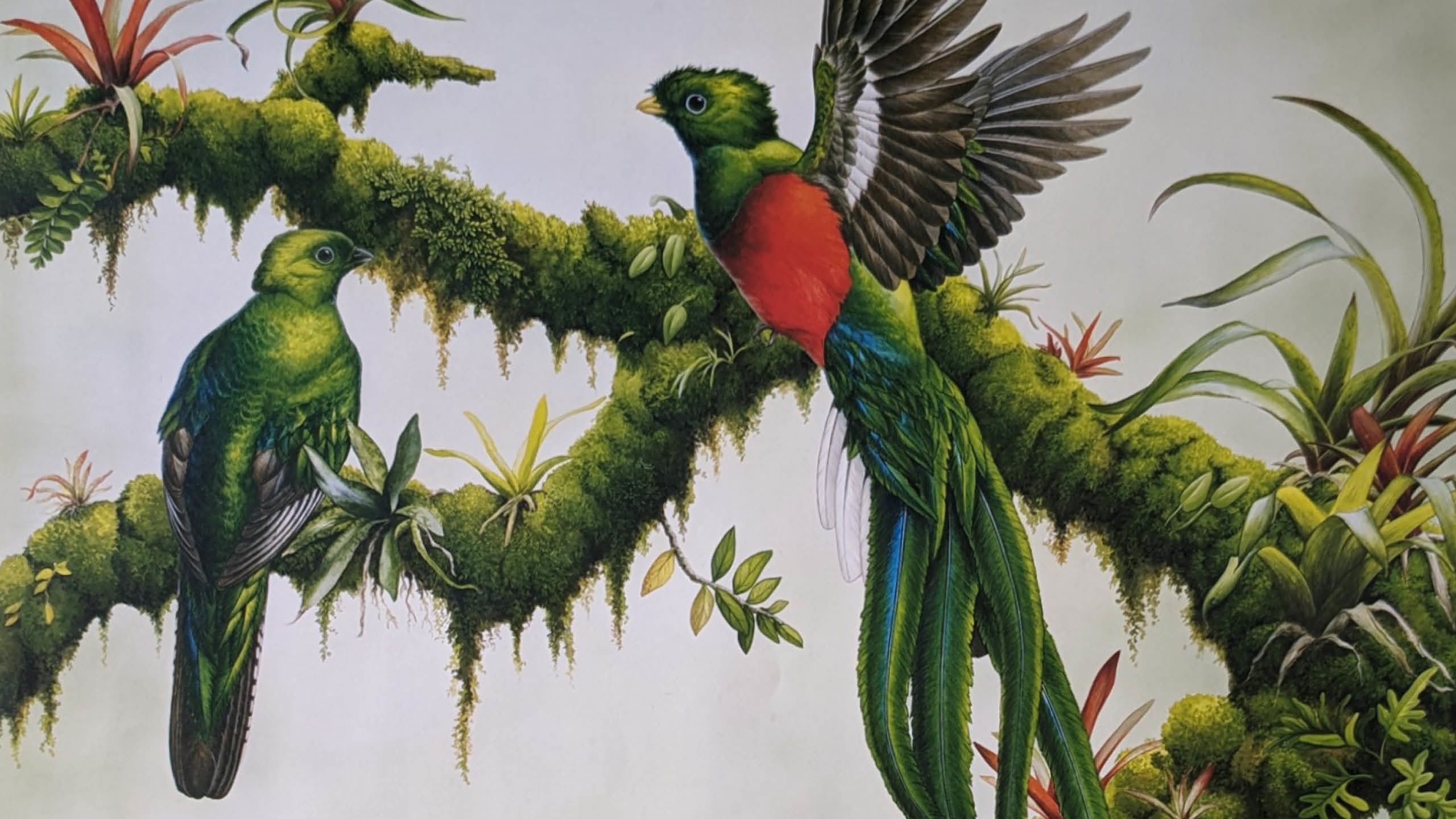Quetzal birds illustrated for a Rare Pride campaign.