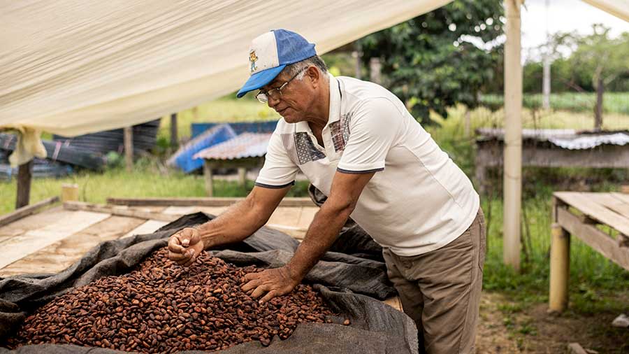 Julio Cesar Trujillo leans over and touches brown cacao beans on a table