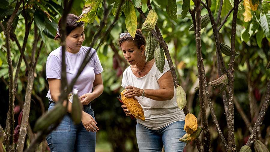 Carolina (wearing a purple shirt) and her mother María (wearing a white shirt and holding a cacao pod) stand by cacao trees