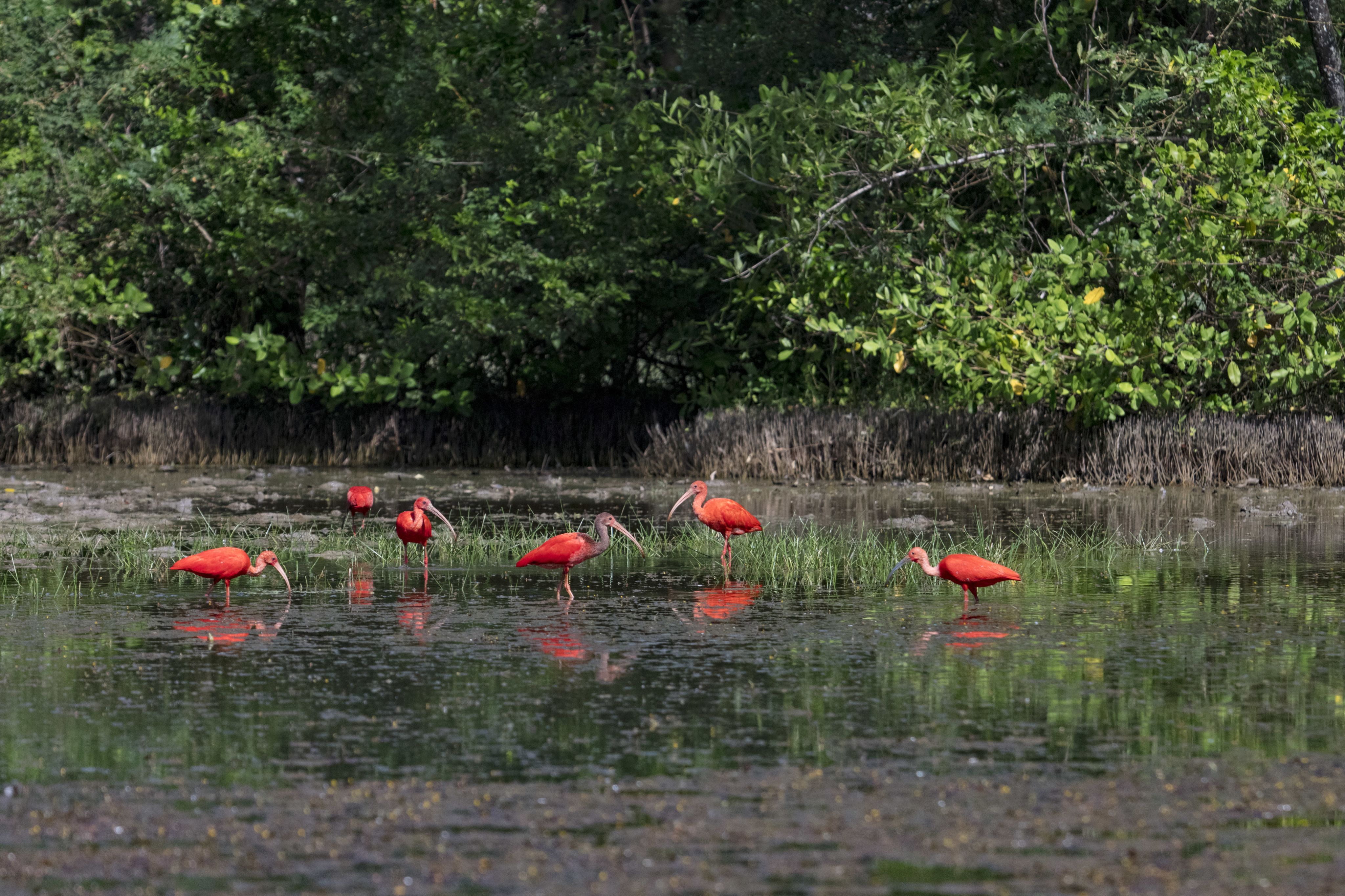 Scarlet ibises foraging during low tide in a mangrove